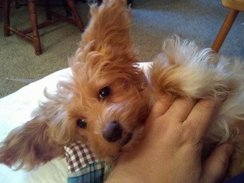 A soft-looking tan, wavy-coated dog laying on her back with her very large ears out to the sides, a brown nose and dark eyes with a hand rubbing her belly